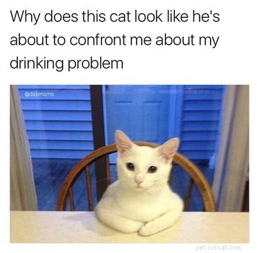 20 Endearing Pets That Seem to Judge You