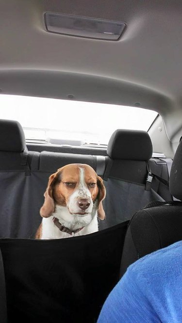 20 Endearing Pets That Seem to Judge You