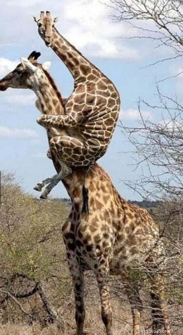 25 Hilarious Animal Photos That Will Brighten Your Day