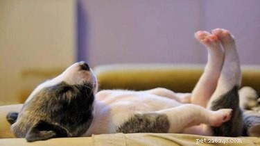 25 Hilarious Animal Photos That Will Brighten Your Day