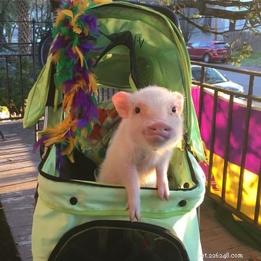 25 Hilarious Animal Photos That Will Brighten Your Day
