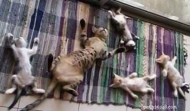 25 Hilarious Animal Photos That Will Brighten Your Day