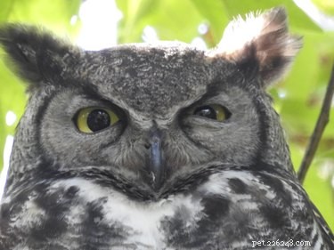 25 Hilarious Animal Photos That Will Brighten Your Day