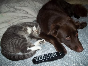 25 Hilarious Animal Photos That Will Brighten Your Day