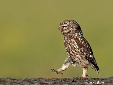 25 Hilarious Animal Photos That Will Brighten Your Day