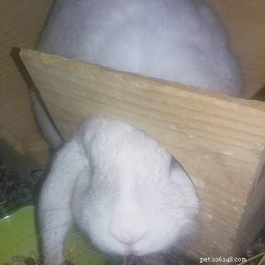 25 Hilarious Animal Photos That Will Brighten Your Day