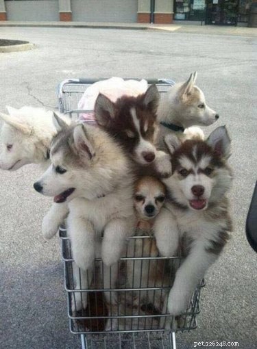 25 Hilarious Animal Photos That Will Brighten Your Day