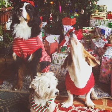 25 Hilarious Animal Photos That Will Brighten Your Day