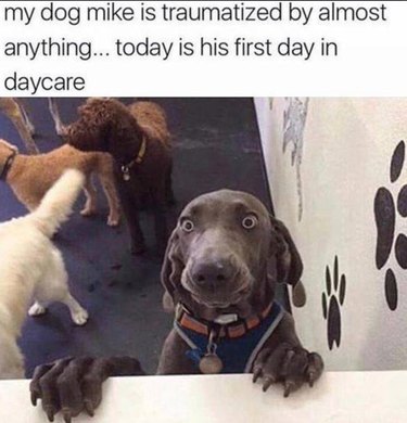 20 Ways You Might Have Let Your Pet Down—and How to Make It Right