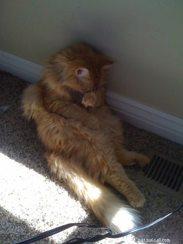 20 Ways You Might Have Let Your Pet Down—and How to Make It Right