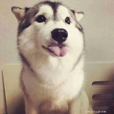 20 Ways You Might Have Let Your Pet Down—and How to Make It Right