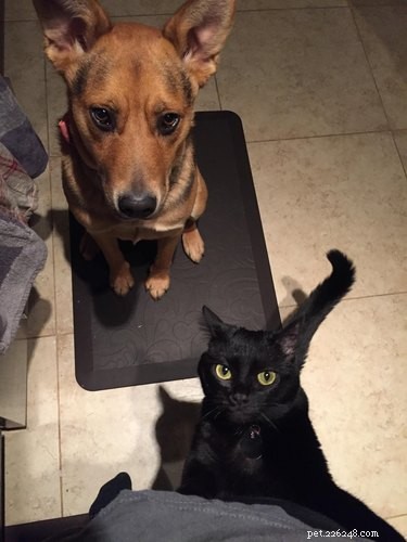 20 Ways You Might Have Let Your Pet Down—and How to Make It Right