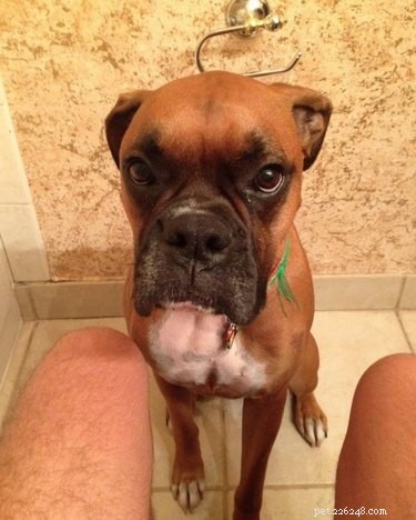 20 Ways You Might Have Let Your Pet Down—and How to Make It Right