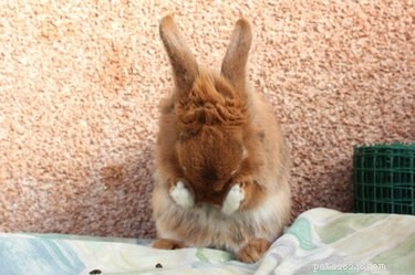 20 Ways You Might Have Let Your Pet Down—and How to Make It Right