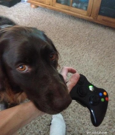 20 Ways You Might Have Let Your Pet Down—and How to Make It Right