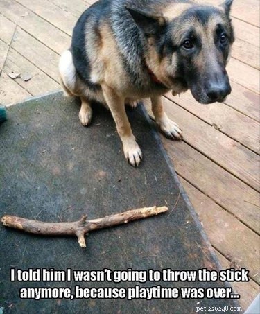 20 Ways You Might Have Let Your Pet Down—and How to Make It Right