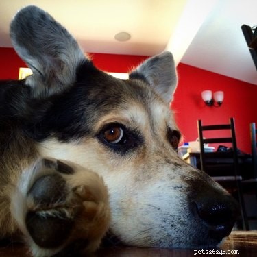 20 Ways You Might Have Let Your Pet Down—and How to Make It Right