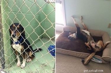 20 Ways You Might Have Let Your Pet Down—and How to Make It Right