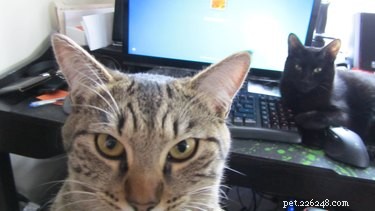 20 Ways You Might Have Let Your Pet Down—and How to Make It Right