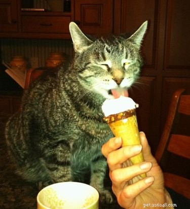 20 Ways You Might Have Let Your Pet Down—and How to Make It Right