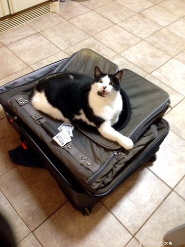 20 Ways You Might Have Let Your Pet Down—and How to Make It Right