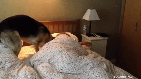20 Ways You Might Have Let Your Pet Down—and How to Make It Right