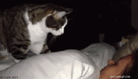 20 Ways You Might Have Let Your Pet Down—and How to Make It Right