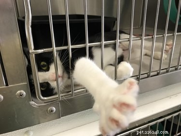 17 Charming Pets Looking for a Forever Home