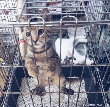17 Charming Pets Looking for a Forever Home