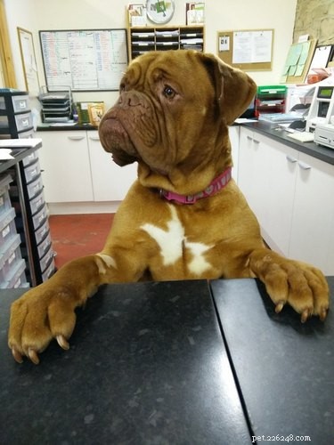 17 Charming Pets Looking for a Forever Home
