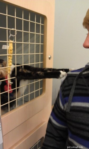 17 Charming Pets Looking for a Forever Home
