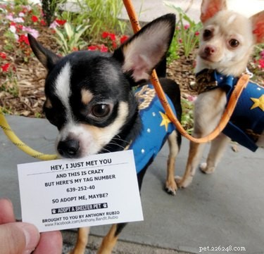 17 Charming Pets Looking for a Forever Home
