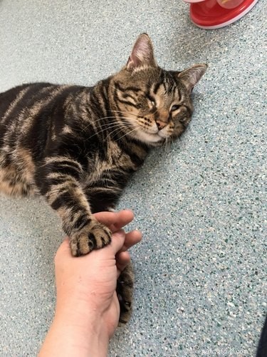 17 Charming Pets Looking for a Forever Home