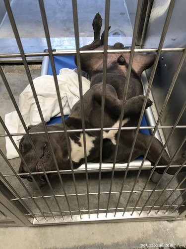 17 Charming Pets Looking for a Forever Home