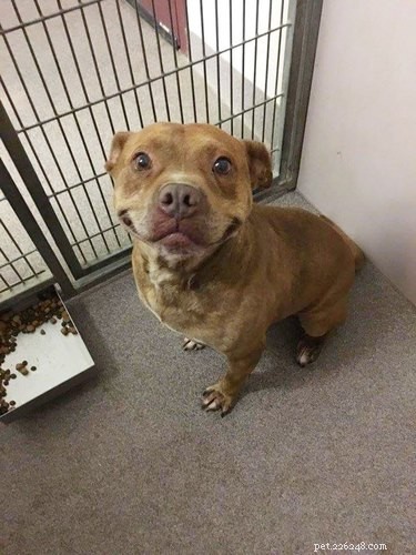 17 Charming Pets Looking for a Forever Home