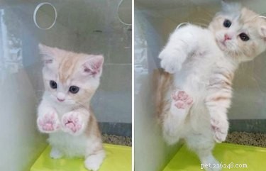 17 Charming Pets Looking for a Forever Home