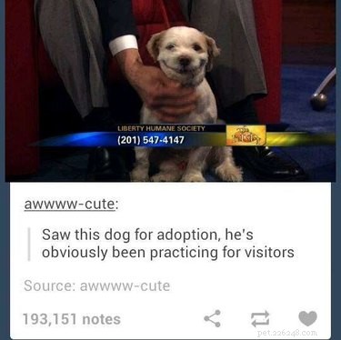 17 Charming Pets Looking for a Forever Home