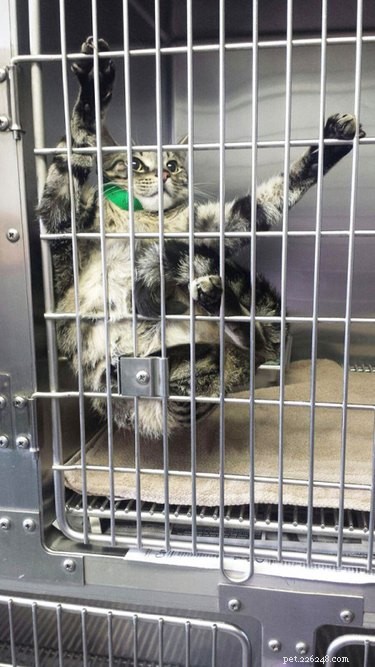 17 Charming Pets Looking for a Forever Home