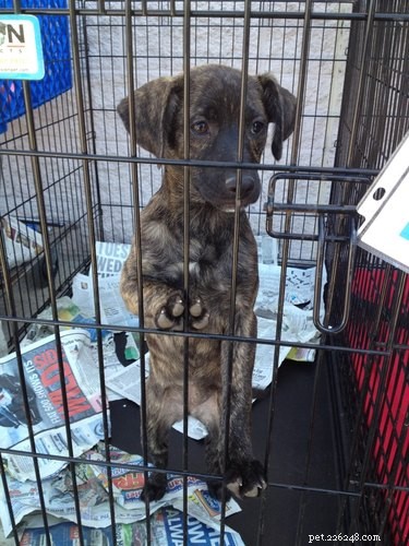 17 Charming Pets Looking for a Forever Home