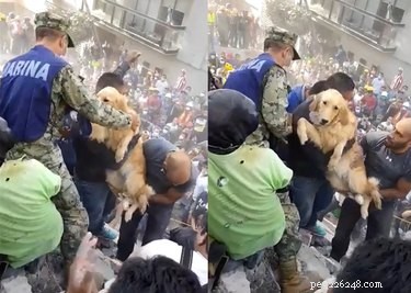 Mexico City Earthquake: Rescue Teams Discover Unexpected Survivors