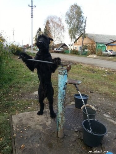 17 Adorable Pets That Could Lighten Your Household Chores