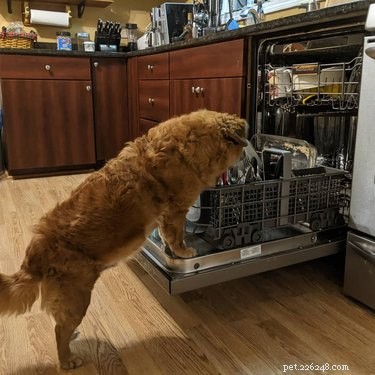 17 Adorable Pets That Could Lighten Your Household Chores