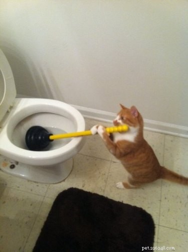 17 Adorable Pets That Could Lighten Your Household Chores