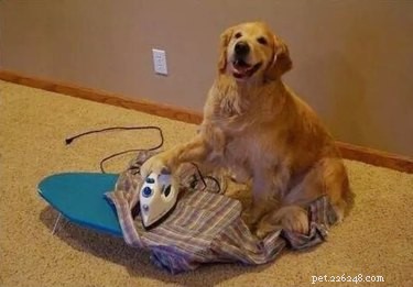 17 Adorable Pets That Could Lighten Your Household Chores