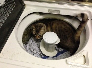 17 Adorable Pets That Could Lighten Your Household Chores