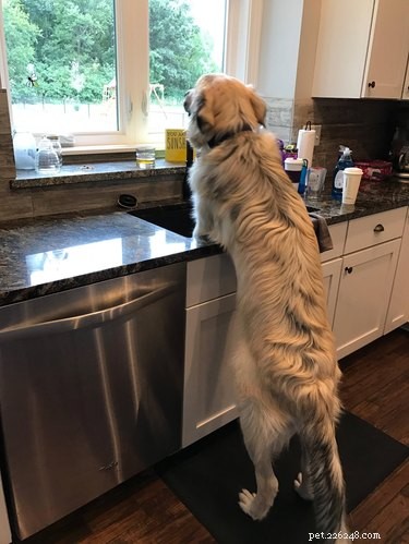 17 Adorable Pets That Could Lighten Your Household Chores