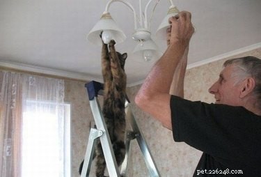 17 Adorable Pets That Could Lighten Your Household Chores