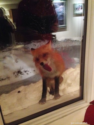 17 Adorable Pets That Could Lighten Your Household Chores