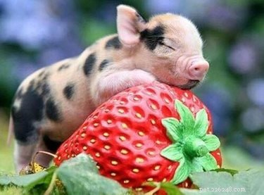 20 Adorable Animals Guaranteed to Brighten Your Day