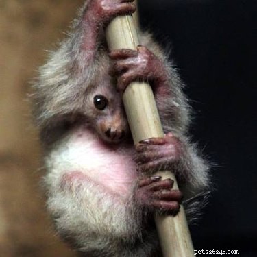 20 Adorable Animals Guaranteed to Brighten Your Day